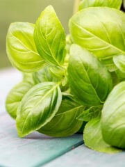 Basil Substitute – The 8 Best Options