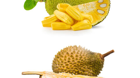 jackfruit and durian 1200x1200