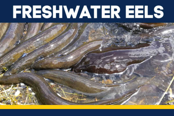 A bed of eels