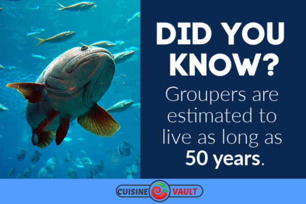 Grouper fun fact