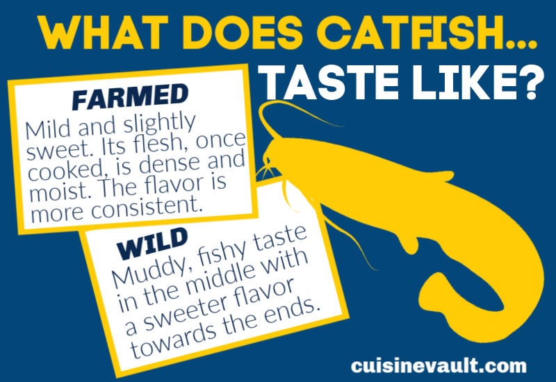 A description of what catfish tastes like