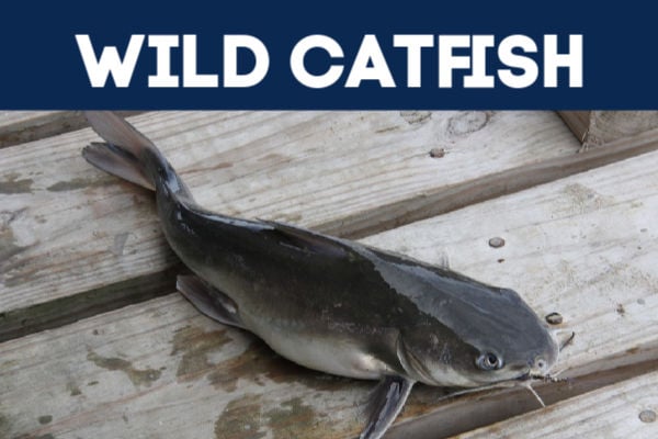 Catfish freshly caught