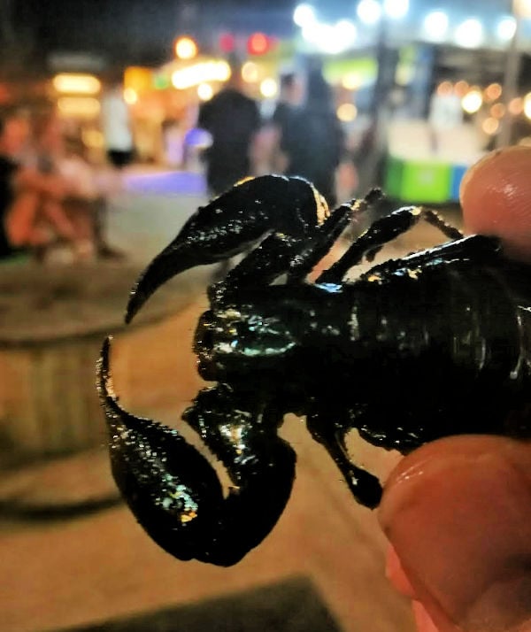 Holding a black scorpion in two fingers