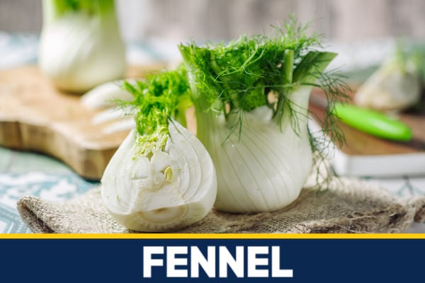 Fennel bulbs on a burlap sack