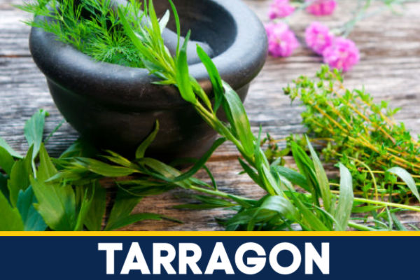 Fresh tarragon