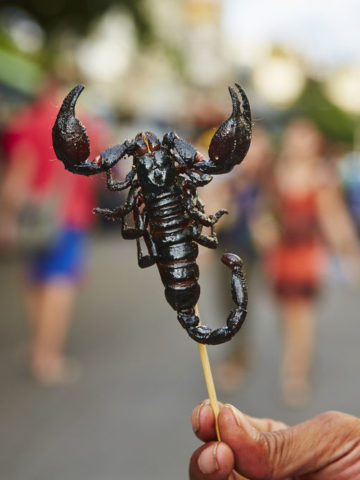 Holding a scorpion lollipop
