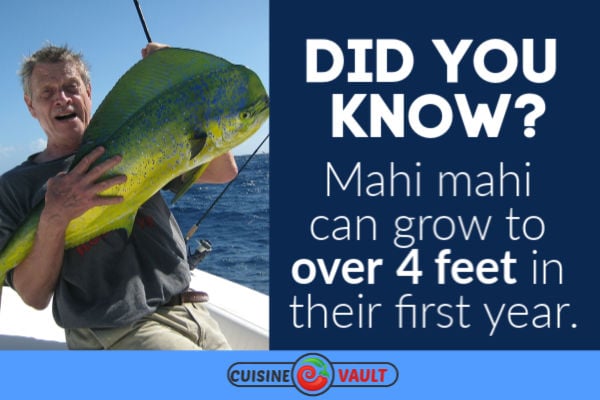 Fact about mahi mahi
