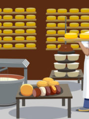 How To Make Cheddar Cheese – An Illustrated Guide