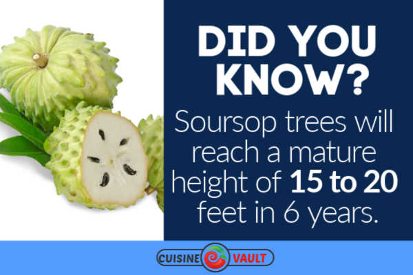 Fact about soursop trees