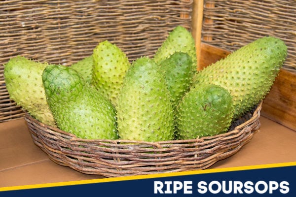 Ripe soursops in a basket.