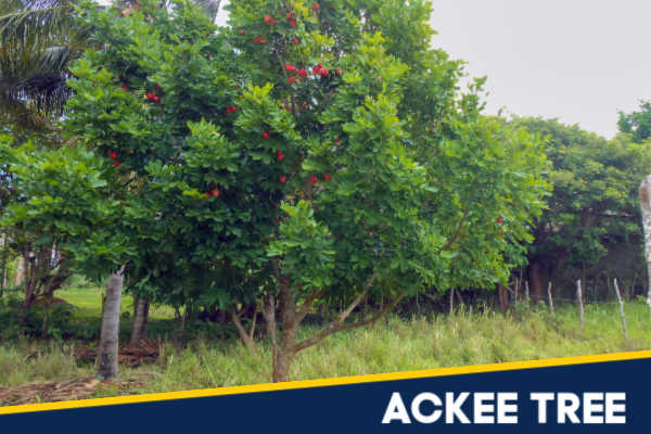 Ackee Tree