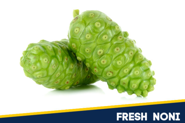 Two green noni fruit on a white background