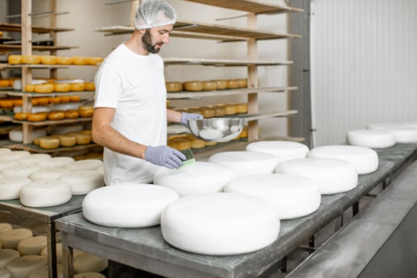 A cheese maker rubbing wax onto cheese wheels