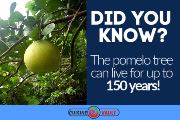 A fun fact about the pomelo tree