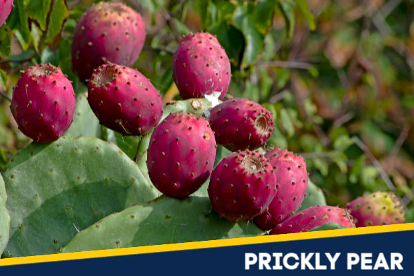 A prickly pear plant growing wild.