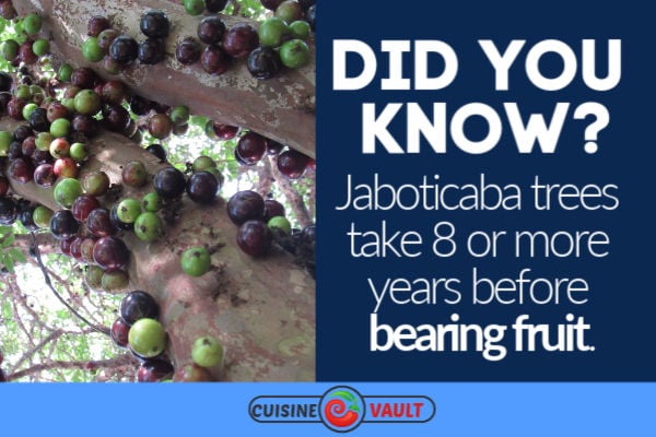 Fun fact about the jaboticaba tree.