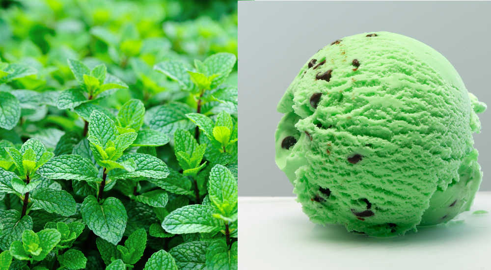 Fresh growing mint and a scoop of mint choc chip ice cream