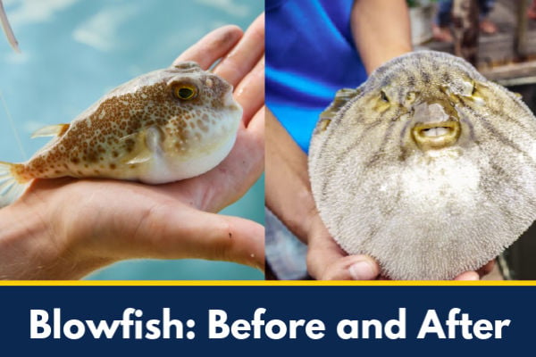 Blowfish before and after shots