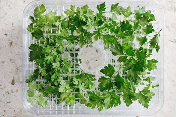 A layer of parsley dehydrating