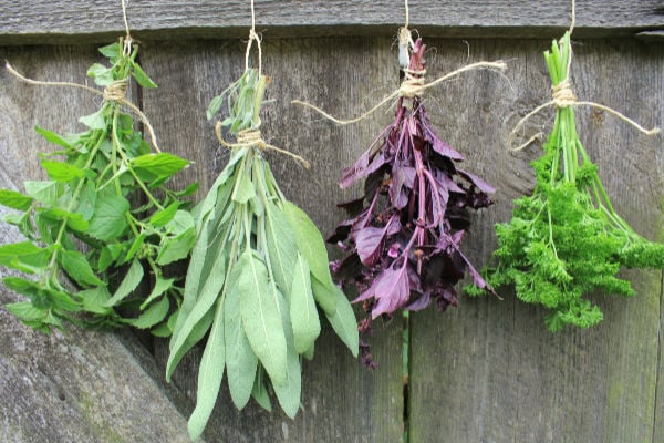 Four bundles of herbs hanging on a fence