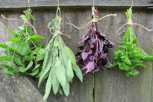 Four bundles of herbs hanging on a fence