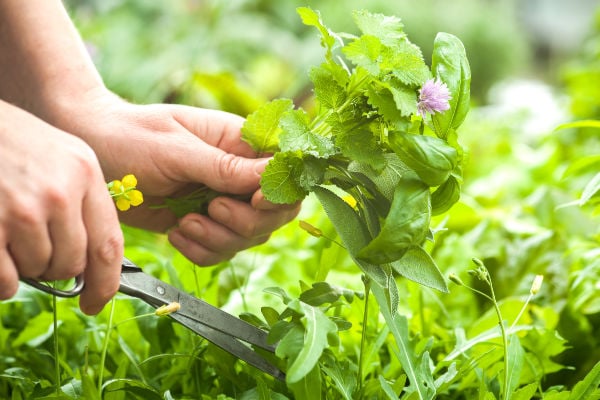 Cutting herbs with scissors