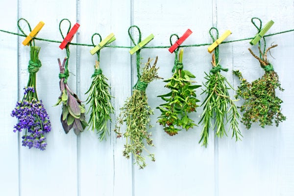 Herbs pegged to a line drying