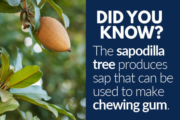 Fact about the sapodilla tree