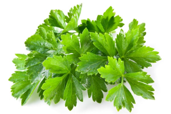 Fresh bunch of cilantro on an isolated background