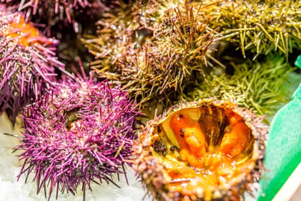 Multiple fresh sea urchin ready to be processed