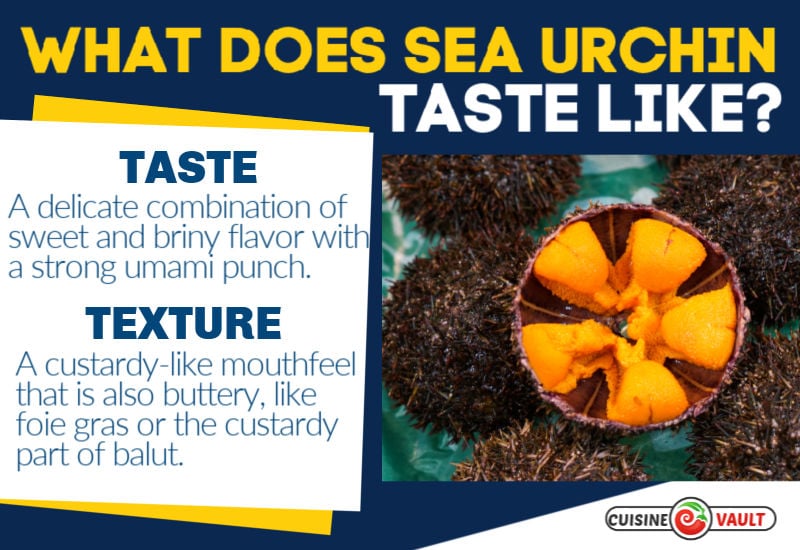 An infographic describing the taste of sea urchin