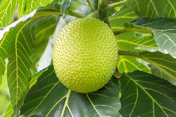 An unripe breadfruit growing on a tree