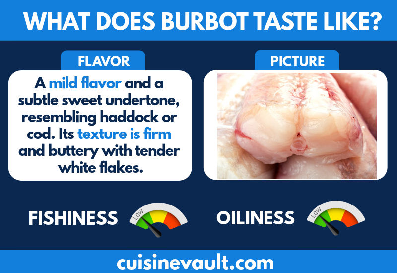 Infographic describing the taste of burbot