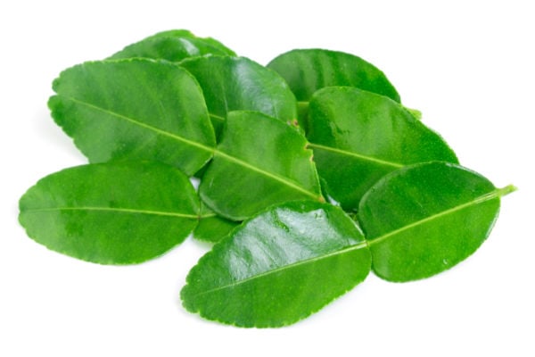 kaffir leaves on isolated background