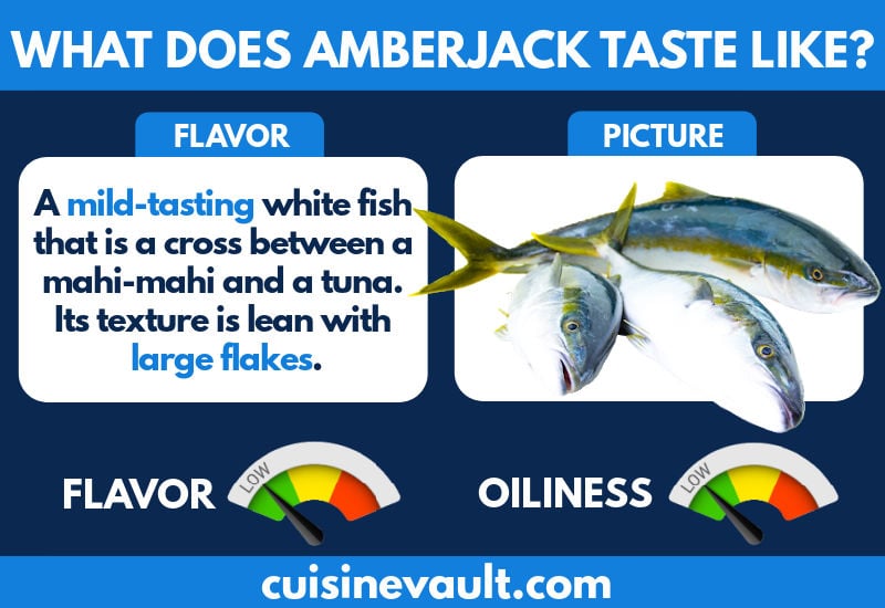 Amberjack taste infographic