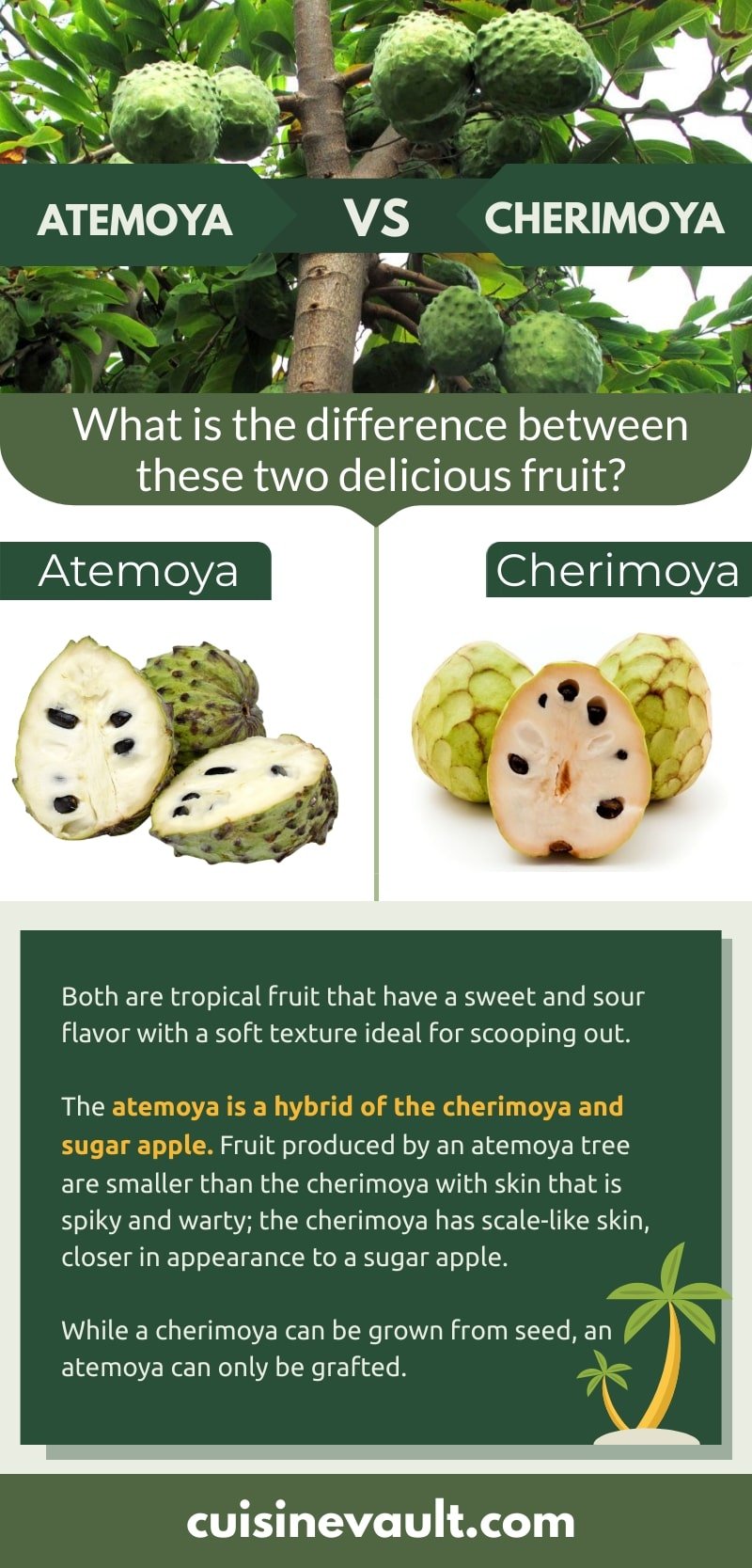 Atemoya vs. cherimoya infographic