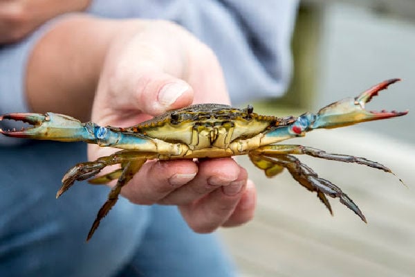 Young female blue crab