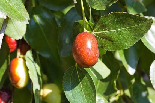 A jujube tree with ripe fruit