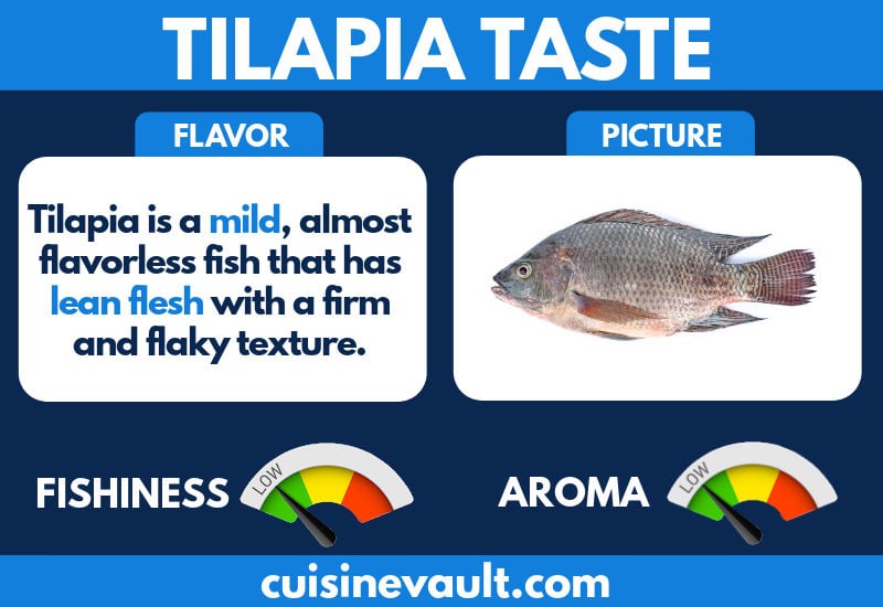 Tilapia taste infographic