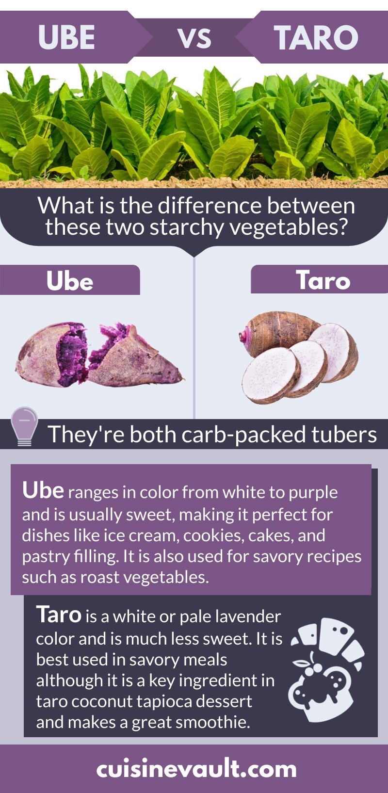 Ube and Taro Infographic