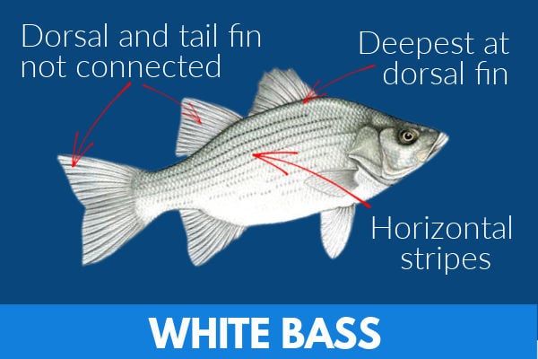 Features of a white bass