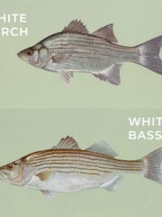 White Perch vs. White Bass: A Quick Guide