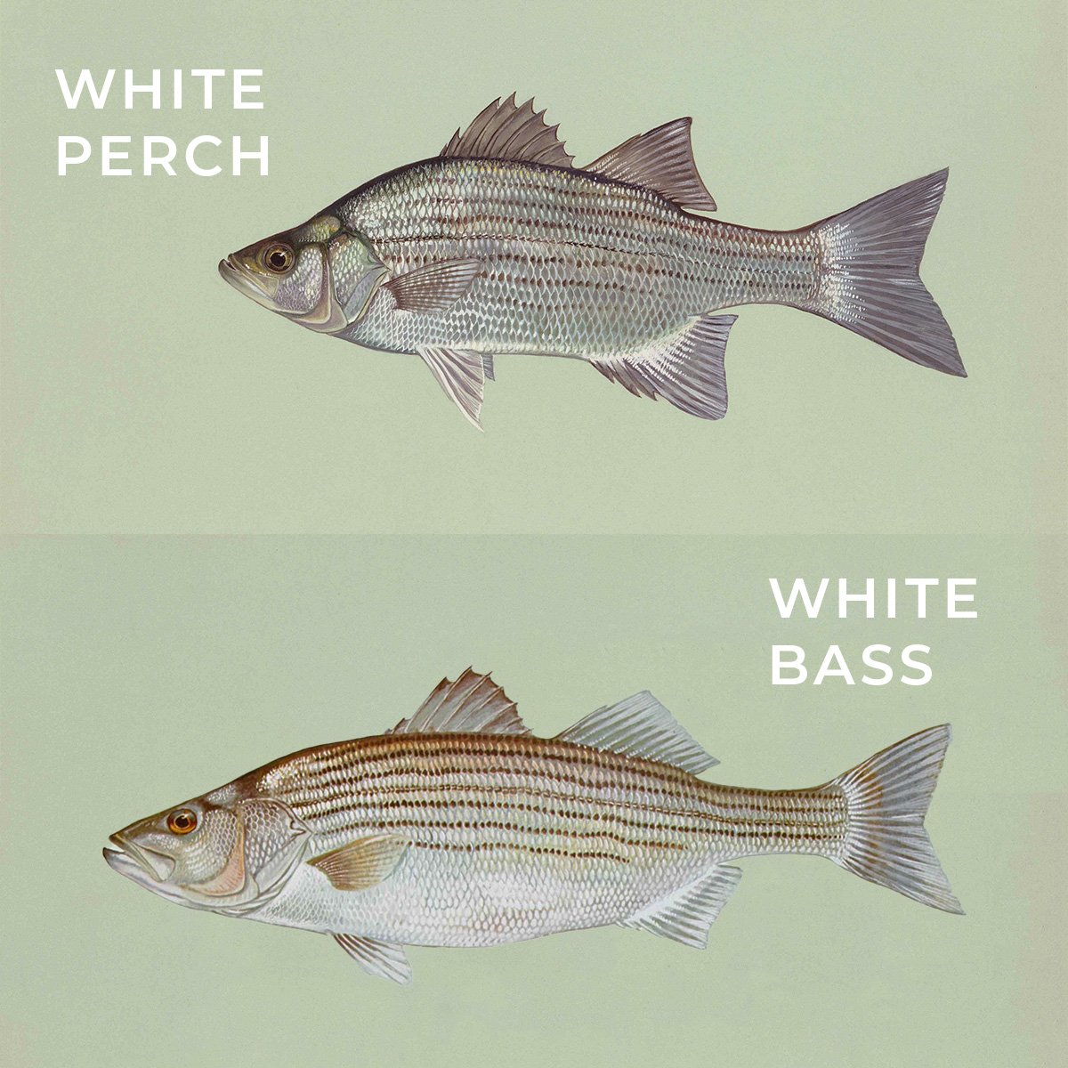 white perch vs white bass