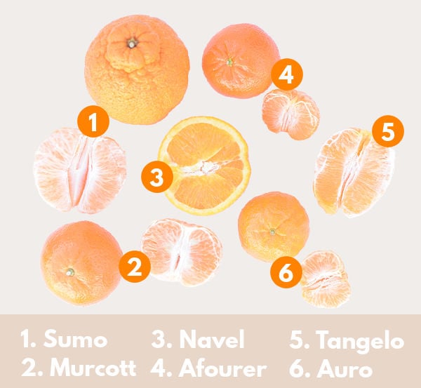 A top down view of various citrus varieties