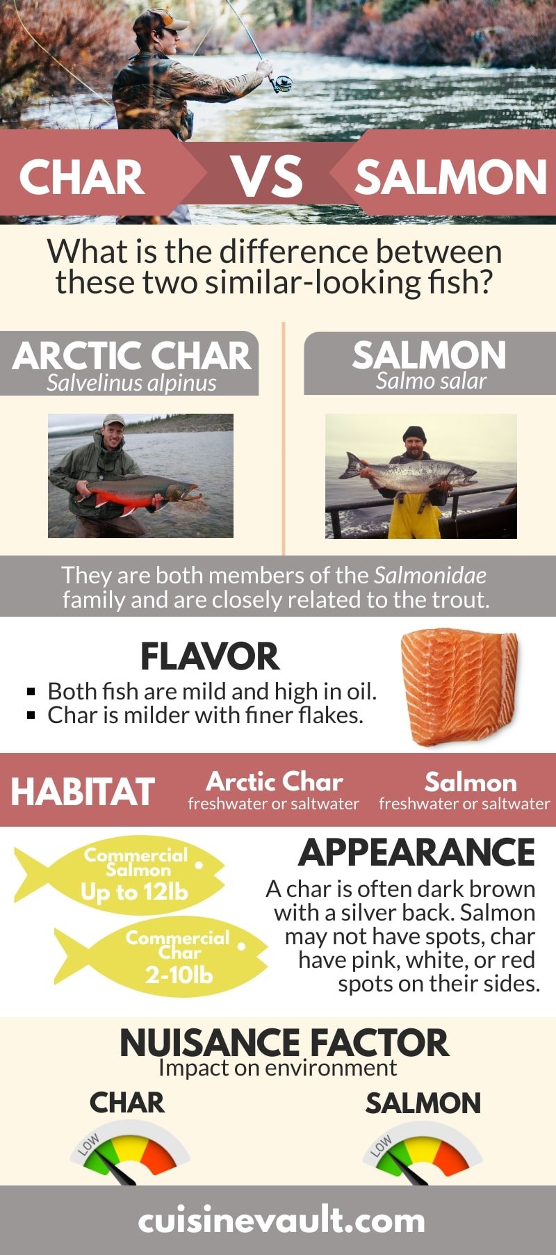 An infographic comparing the arctic char and salmon