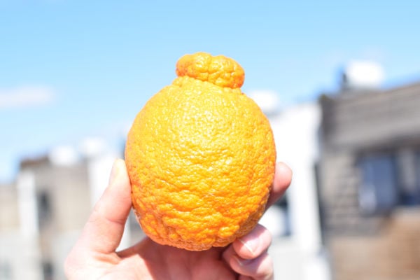 A hand holding a sumo mandarin with buildings in the background