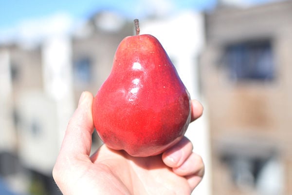 Holding a Red Anjou pear