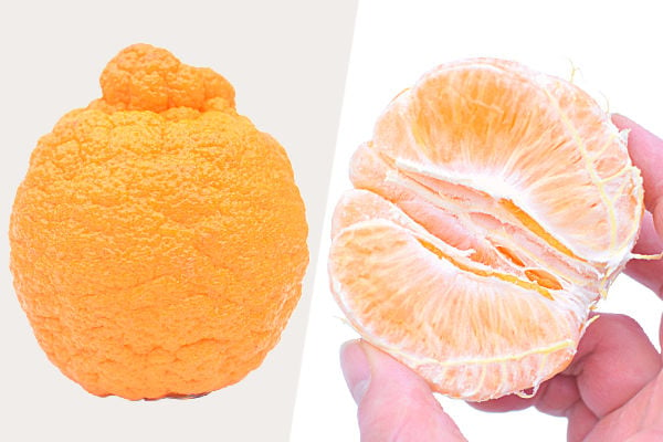 Half a peeled sumo citrus next to an unpeeled fruit