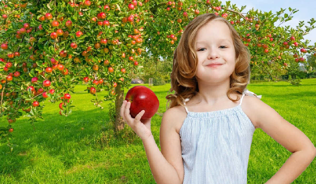 A girl holding an apple in an orchard