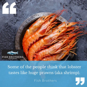 Fish Brothers Tip
